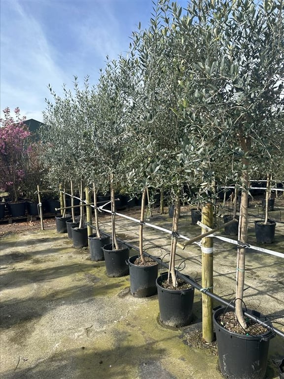 Olea europaea