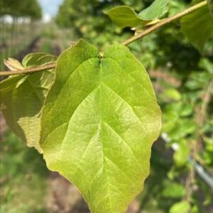 Parrotia persica