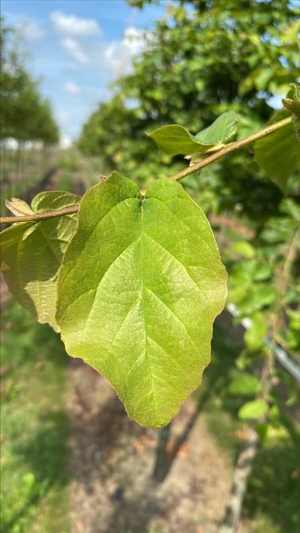 Parrotia persica