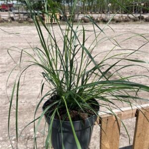 Pennisetum al. ‘Hameln’