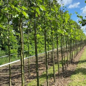 Platanus acerifolia