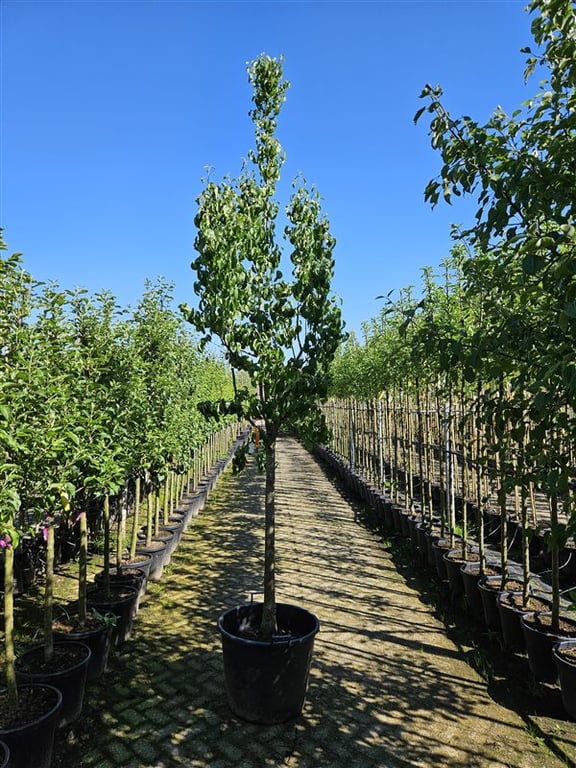 Prunus d. ‘Opal’