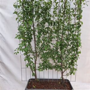 Prunus d. ‘Opal’