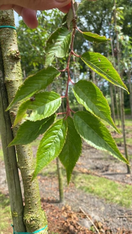 Prunus subh. ‘Autumnalis’