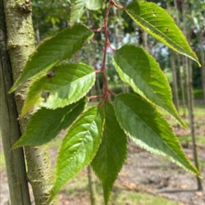 Prunus subh. ‘Autumnalis’