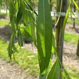 Salix sepulcralis ‘Chrysocoma’