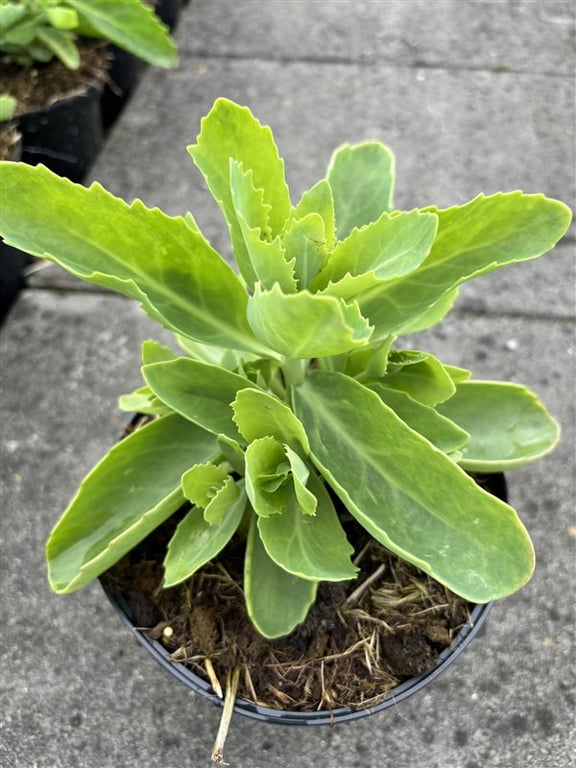 Sedum ‘Herbstfreude’