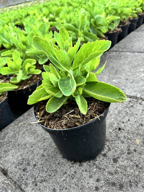 Sedum spectabile ‘Brillant’