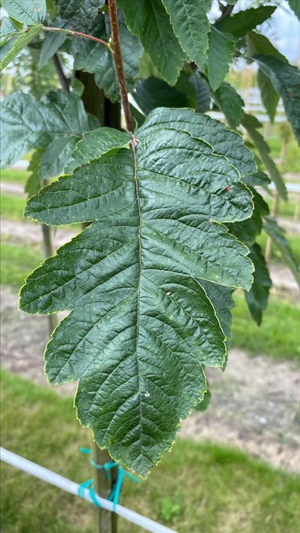 Sorbus thur. ‘Fastigiata’