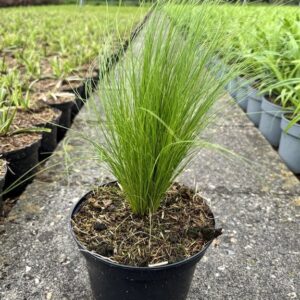 Stipa tenuissima ‘Ponytails’