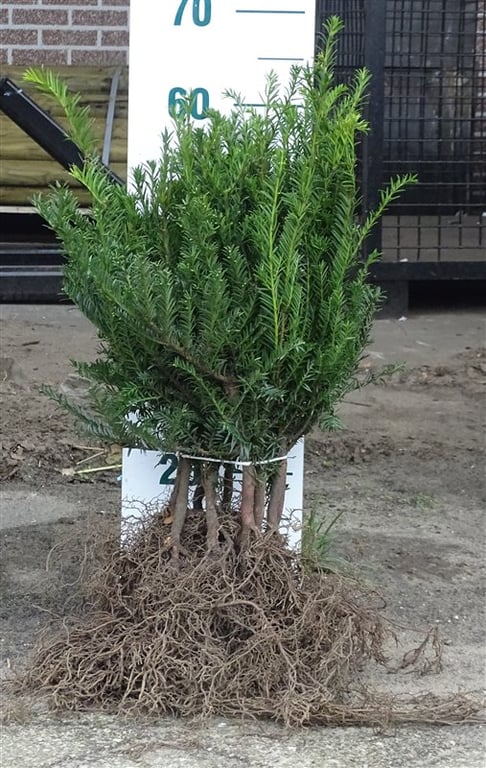 Taxus baccata