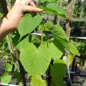 Tilia cordata