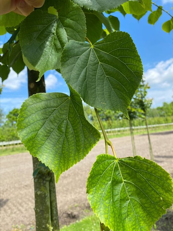 Tilia cordata ‘Böhlje’