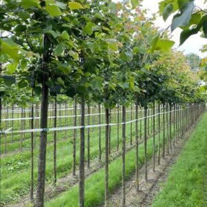 Tilia cordata ‘Greenspire’