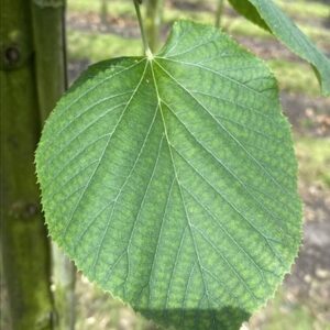 Tilia tomentosa ‘Brabant’