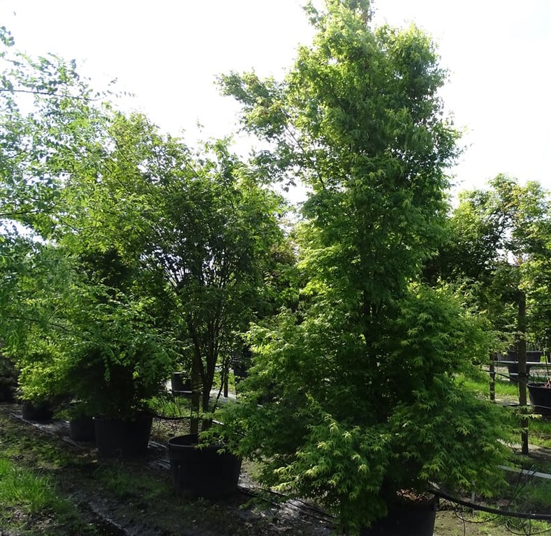 Acer palmatum ‘Tsukasa Silhouette’