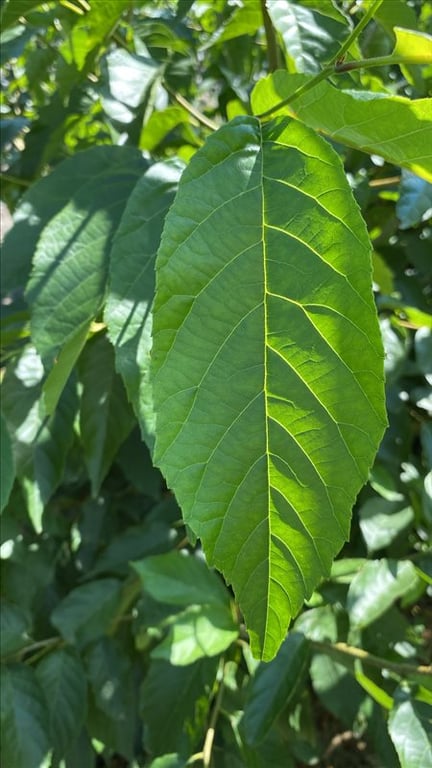 Alnus spaethii