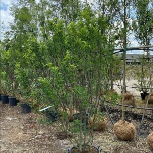 Amelanchier can. Rainbow Pillar