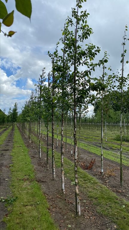 Betula nigra