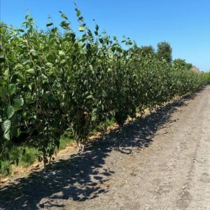 Betula utilis ‘Doorenbos’