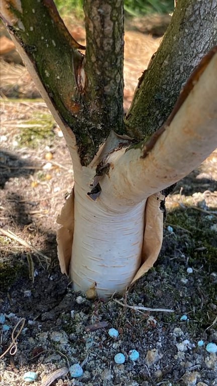 Betula utilis ‘Doorenbos’