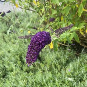 Buddleja d. ‘Black Knight’