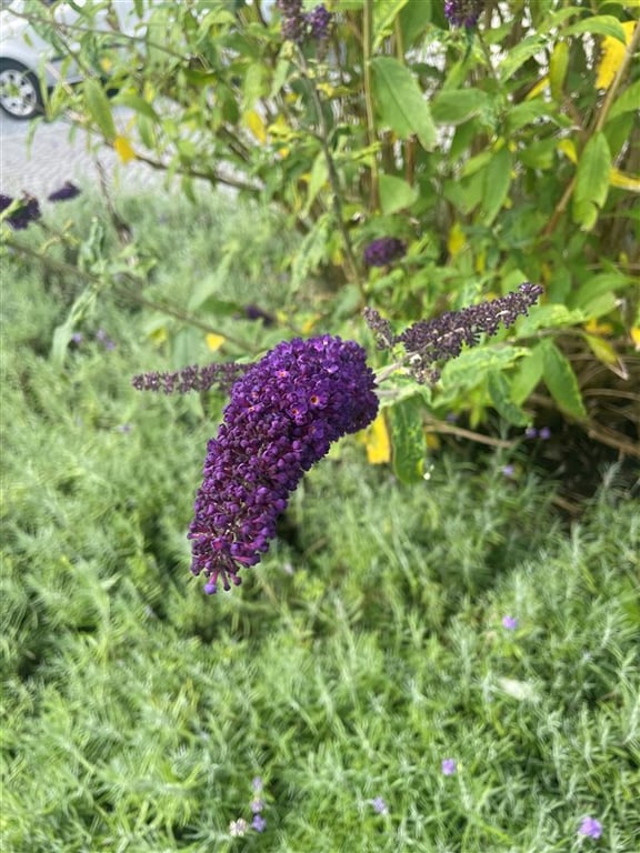 Buddleja d. ‘Black Knight’