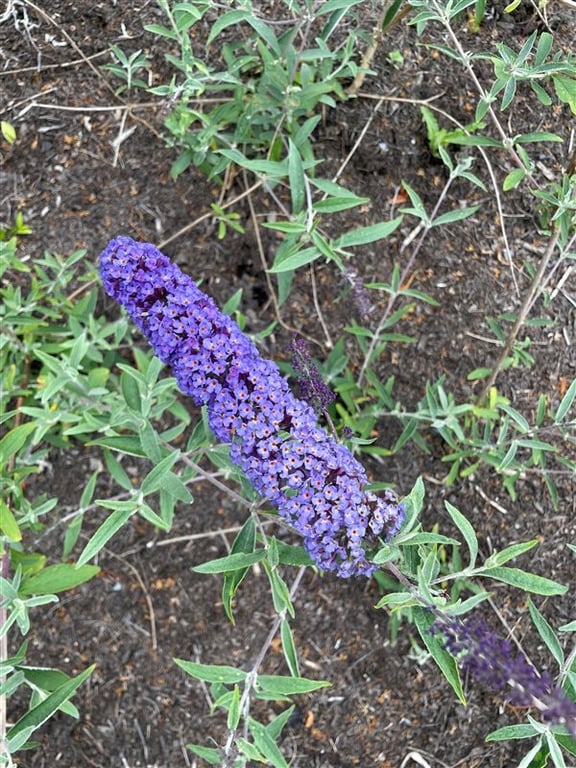 Buddleja d. ‘Empire Blue’