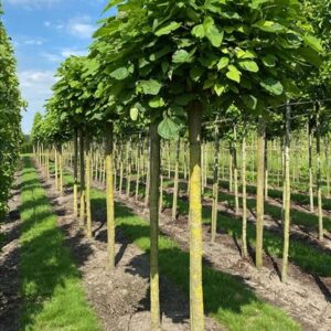 Catalpa bignonioides ‘Nana’