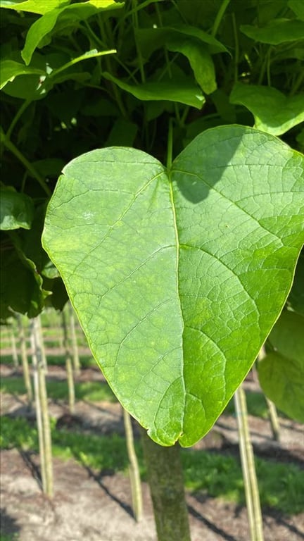 Catalpa bignonioides ‘Nana’