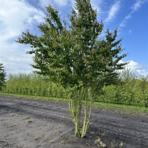 Cercidiphyllum japonicum