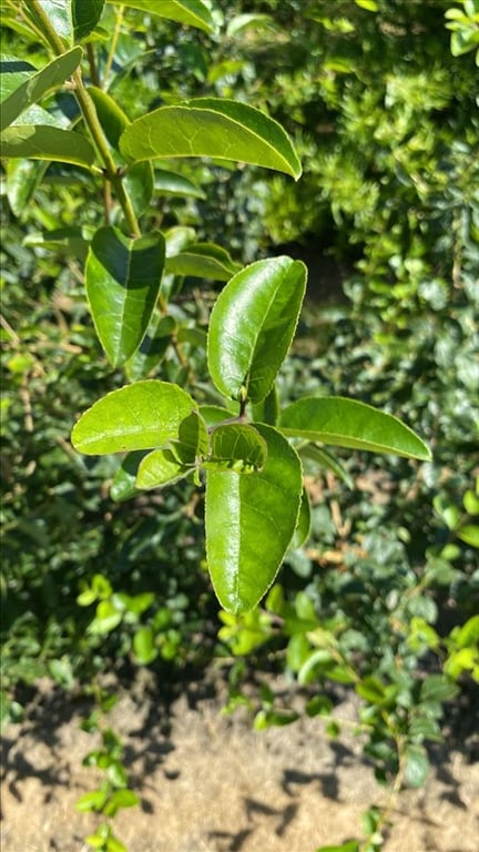 Chionanthus retusus