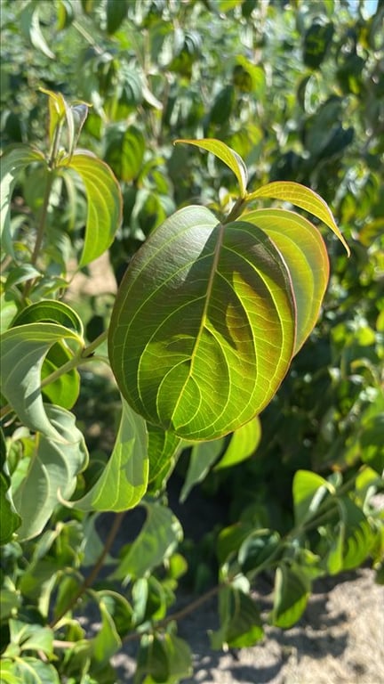 Cornus kousa chinensis