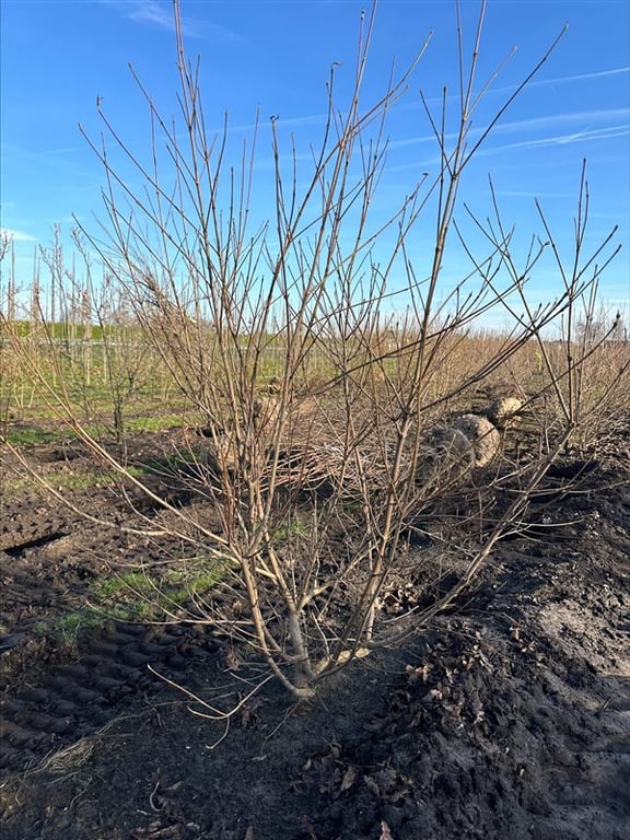 Cornus kousa chinensis