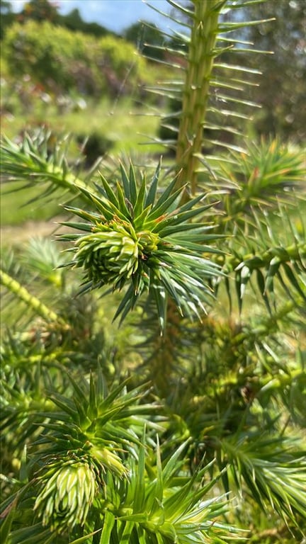 Cunninghamia lanceolata