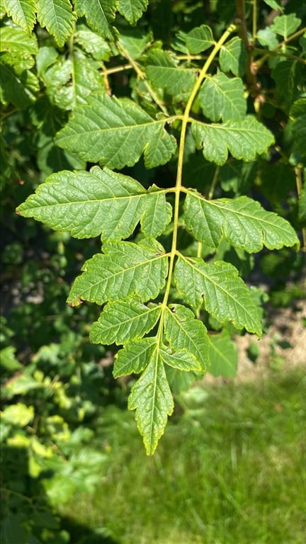 Koelreuteria paniculata