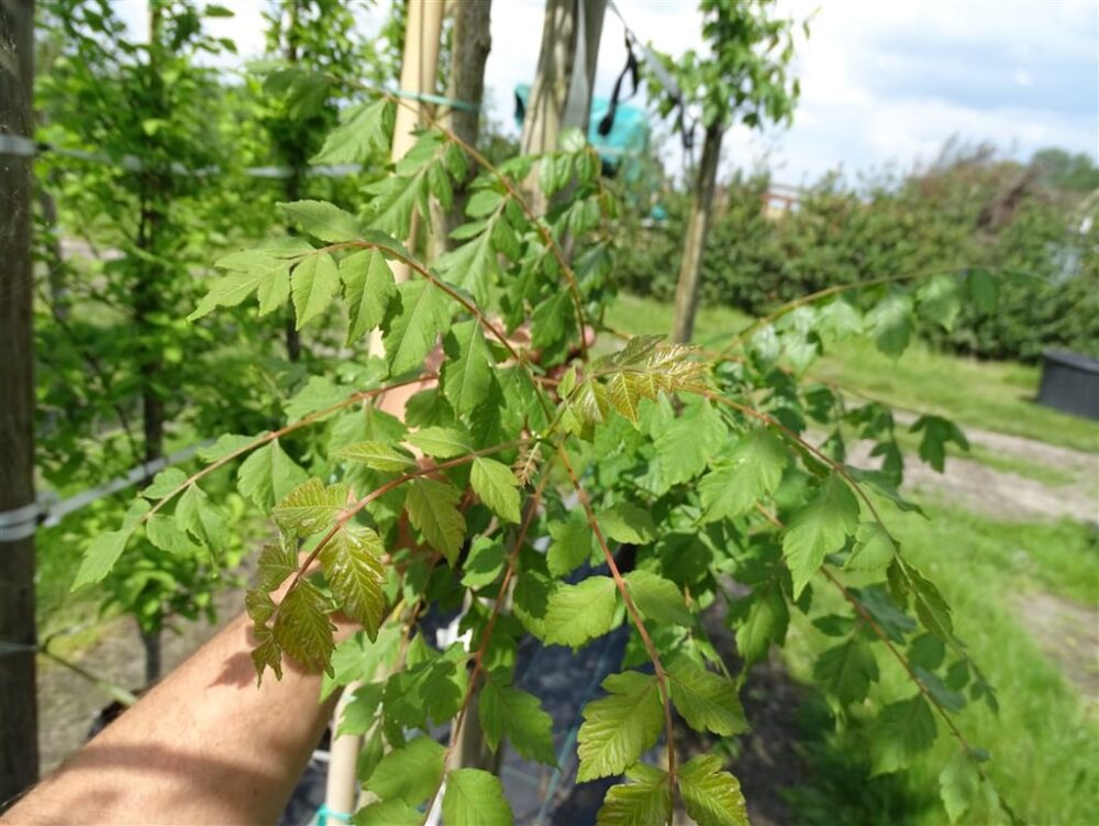 Koelreuteria paniculata