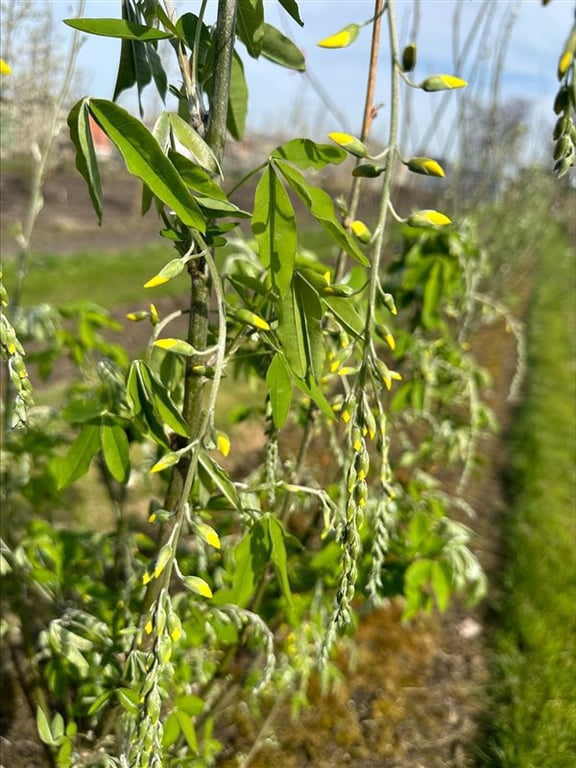 Laburnum anagyroides