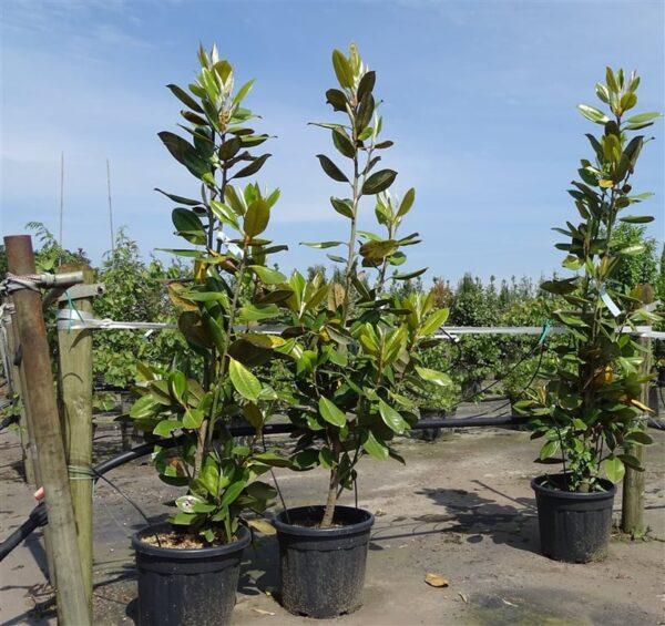 Magnolia grandiflora