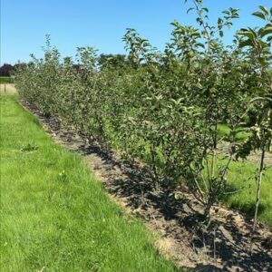 Malus ‘Evereste’