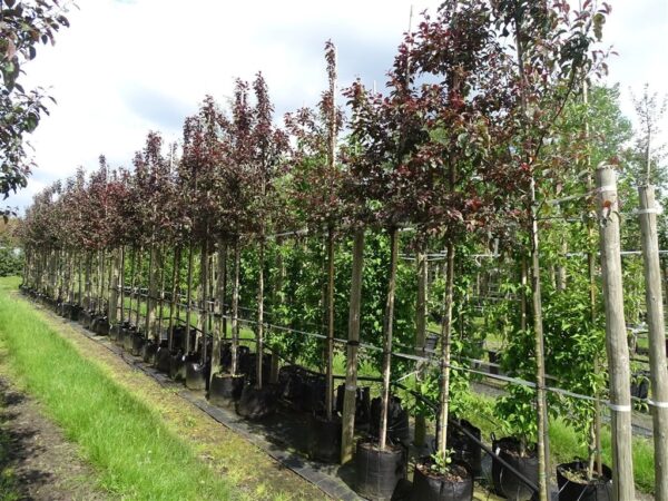 Malus ‘Mokum’