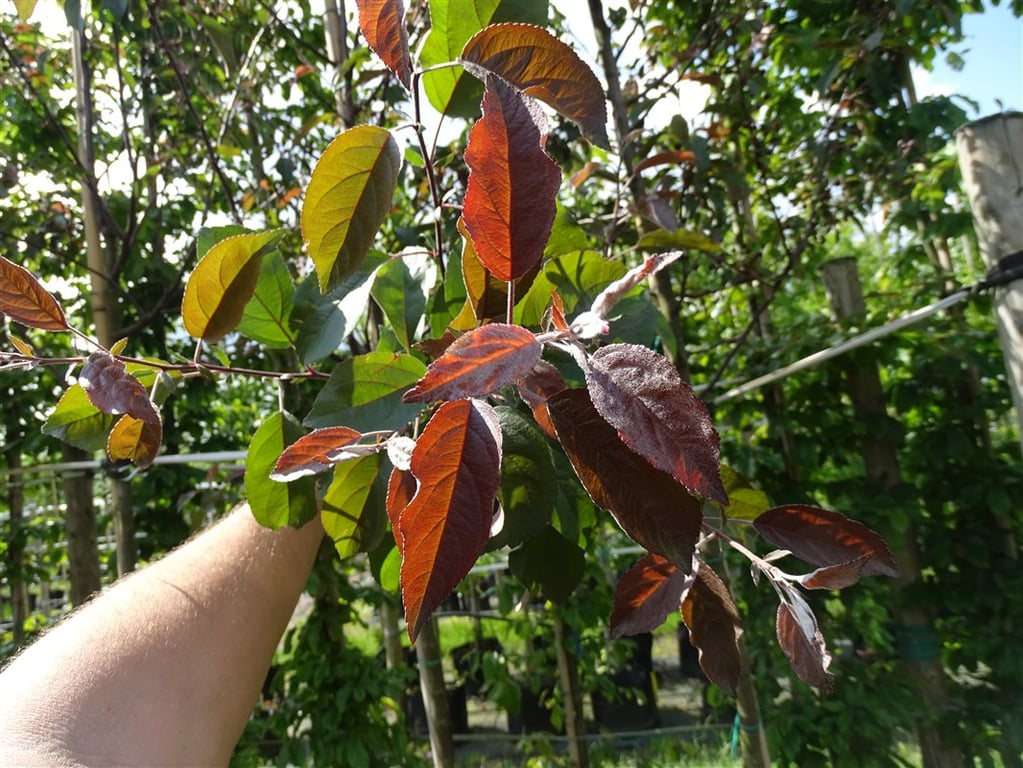 Malus ‘Mokum’