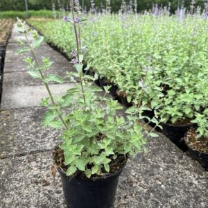 Nepeta ‘Six Hills Giant’