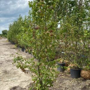 Parrotia persica