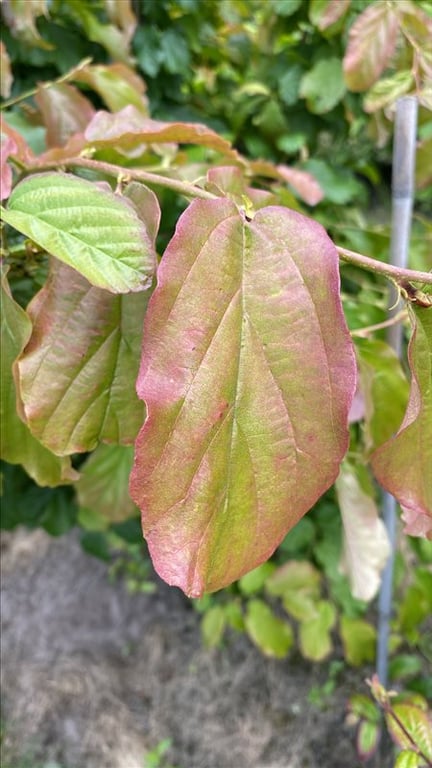 Parrotia persica ‘Vanessa’