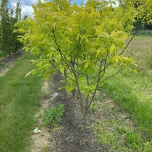 Paulownia elongata