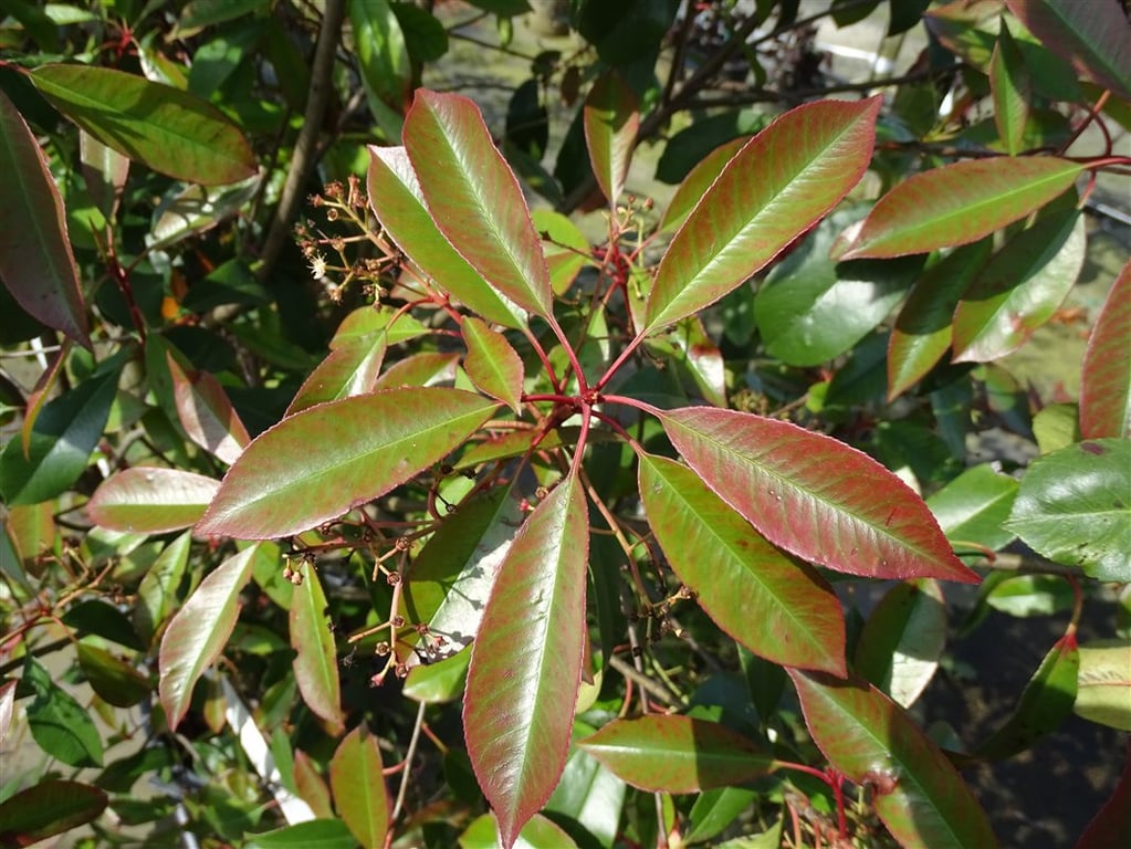 Photinia fraseri ‘Red Robin’