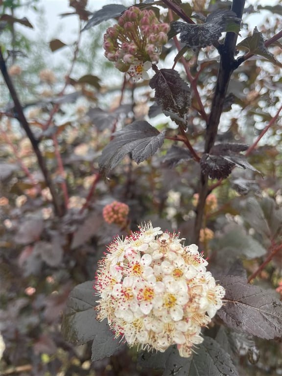 Physocarpus opulif. ‘Diabolo’