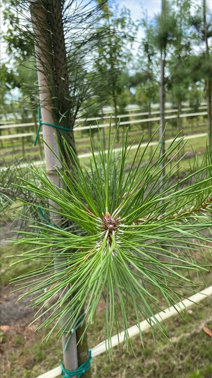 Pinus nigra