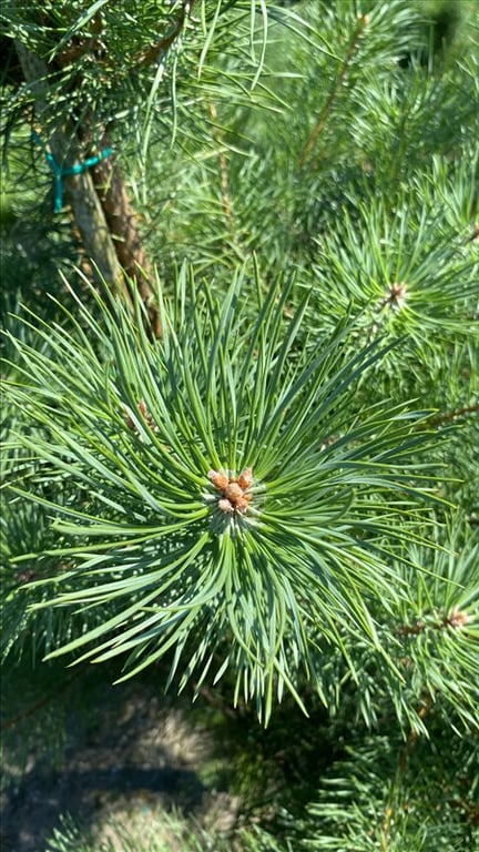 Pinus nigra nigra